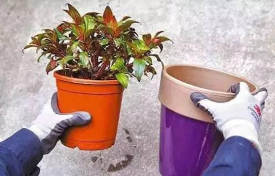 盆栽换盆留意事项 盆栽如何换盆:换盆时间最好是在植物休眠期或生长初期实行