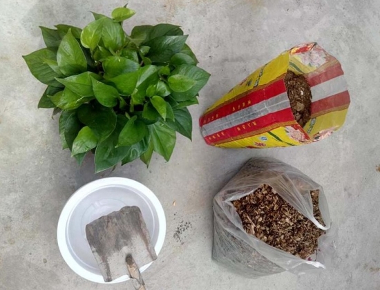 盆栽换盆留意事项 盆栽如何换盆:换盆时间最好是在植物休眠期或生长初期实行