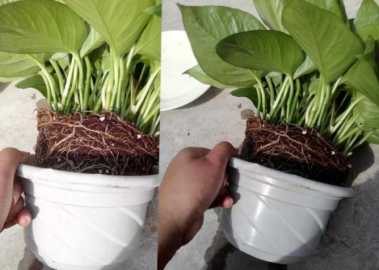 盆栽换盆留意事项 盆栽如何换盆:换盆时间最好是在植物休眠期或生长初期实行