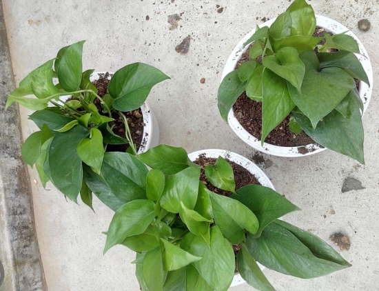 盆栽换盆留意事项 盆栽如何换盆:换盆时间最好是在植物休眠期或生长初期实行