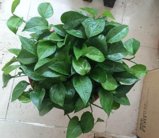 盆栽换盆留意事项 盆栽如何换盆:换盆时间最好是在植物休眠期或生长初期实行