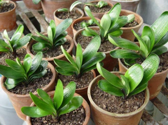 常见植物分株繁殖办法