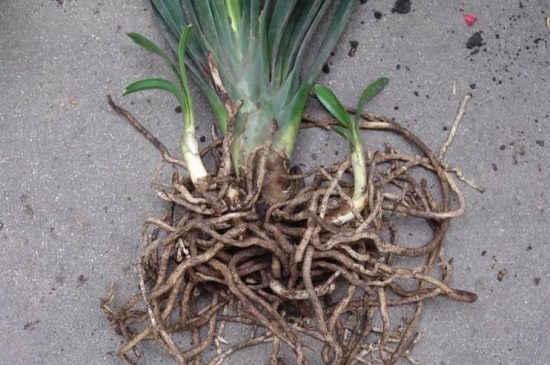 常见植物分株繁殖办法