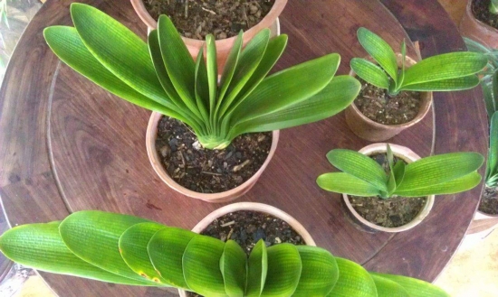 常见植物分株繁殖办法