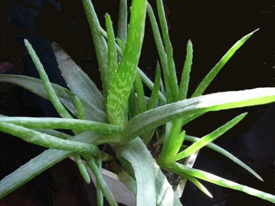 常见植物分株繁殖办法