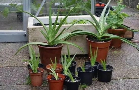 常见植物分株繁殖办法