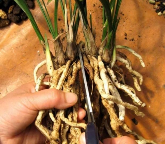 常见植物分株繁殖办法