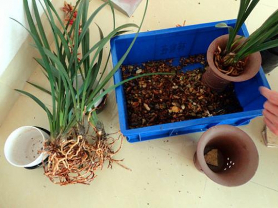 常见植物分株繁殖办法