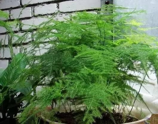 常见植物分株繁殖办法