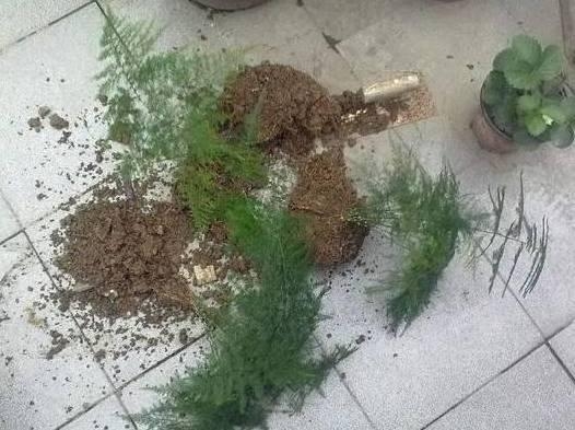 常见植物分株繁殖办法