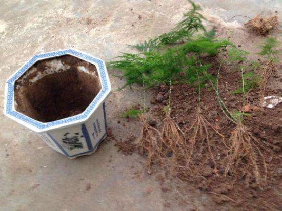 常见植物分株繁殖办法