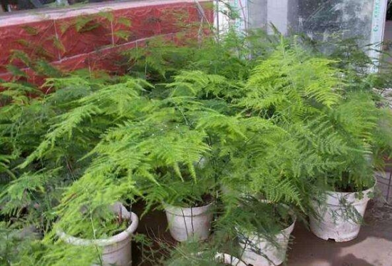 常见植物分株繁殖办法