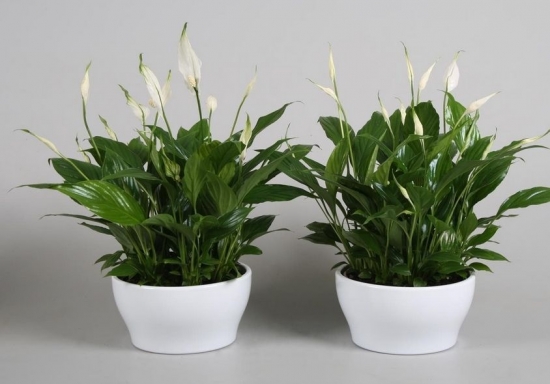 常见植物分株繁殖办法