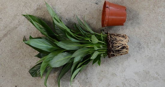 常见植物分株繁殖办法