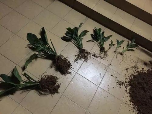 常见植物分株繁殖办法