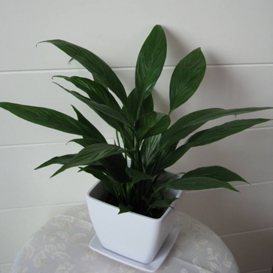 常见植物分株繁殖办法