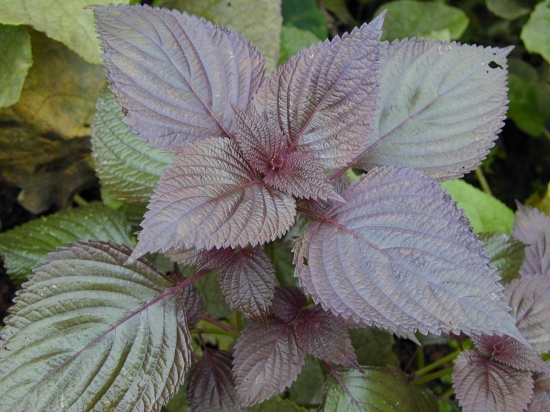 小病小痛不用找医生，养几盆草就够了