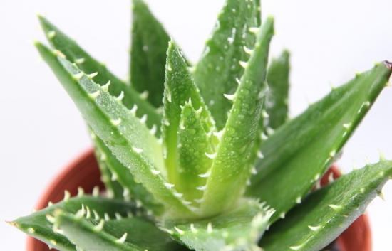 小病小痛不用找医生，养几盆草就够了