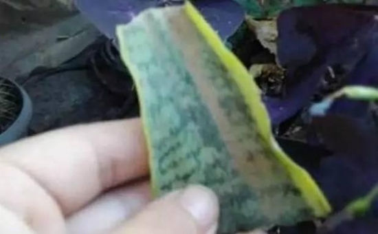 20种常见植物的扦插办法