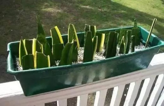 20种常见植物的扦插办法