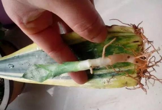 20种常见植物的扦插办法