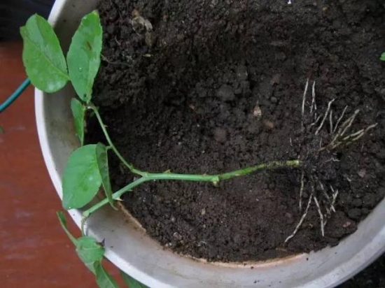 20种常见植物的扦插办法