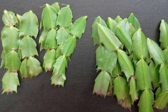 20种常见植物的扦插办法