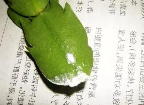 20种常见植物的扦插办法