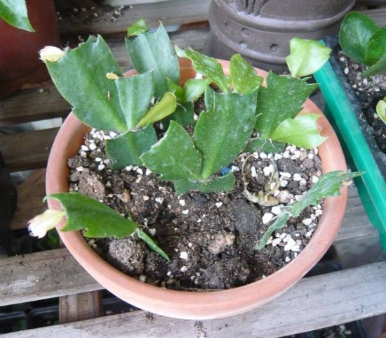 20种常见植物的扦插办法