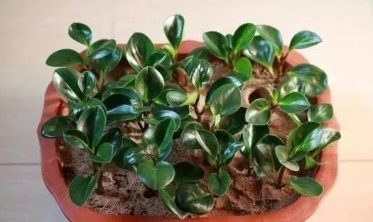 20种常见植物的扦插办法