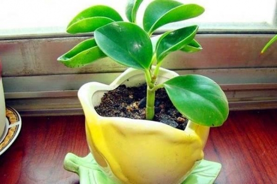 20种常见植物的扦插办法