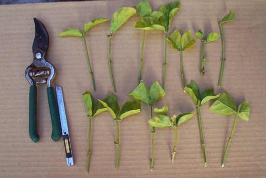 20种常见植物的扦插办法