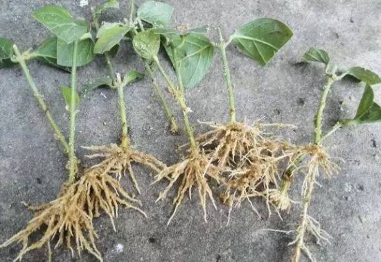 20种常见植物的扦插办法