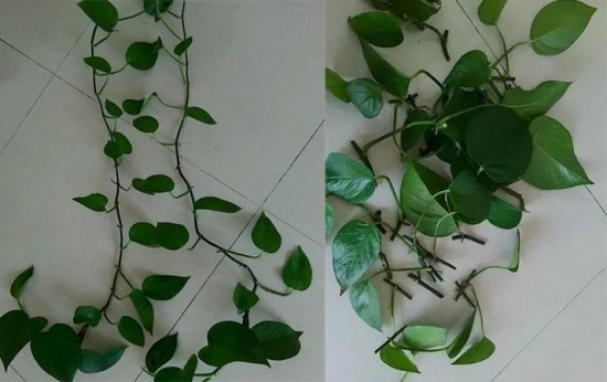 20种常见植物的扦插办法