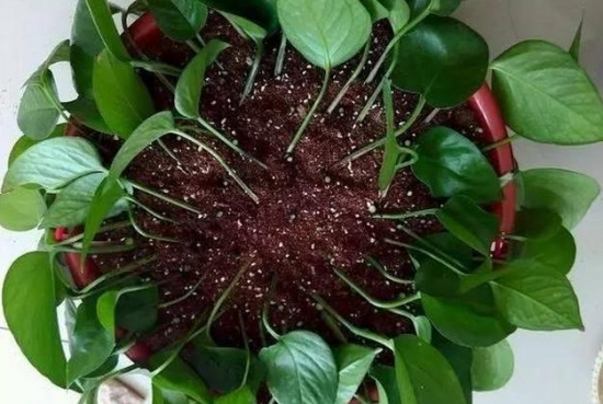 20种常见植物的扦插办法