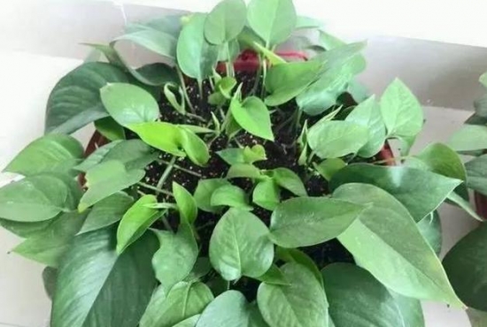 20种常见植物的扦插办法