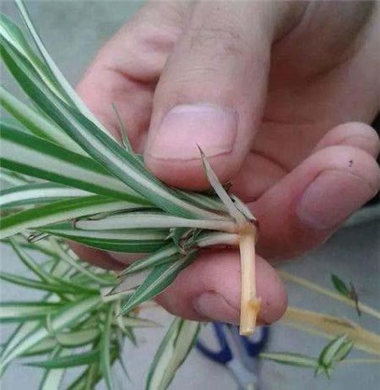 20种常见植物的扦插办法