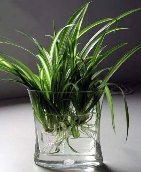 20种常见植物的扦插办法