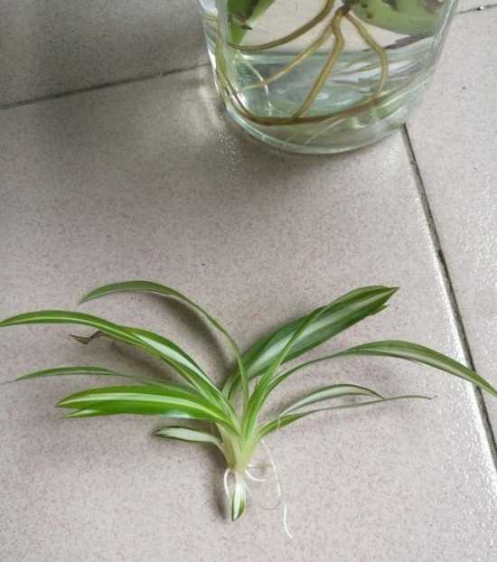 20种常见植物的扦插办法