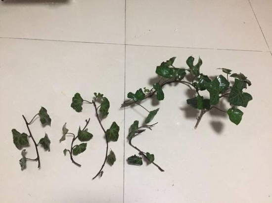 20种常见植物的扦插办法