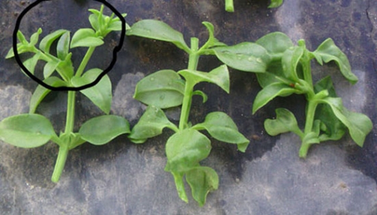 20种常见植物的扦插办法