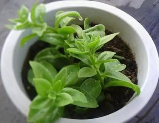 20种常见植物的扦插办法