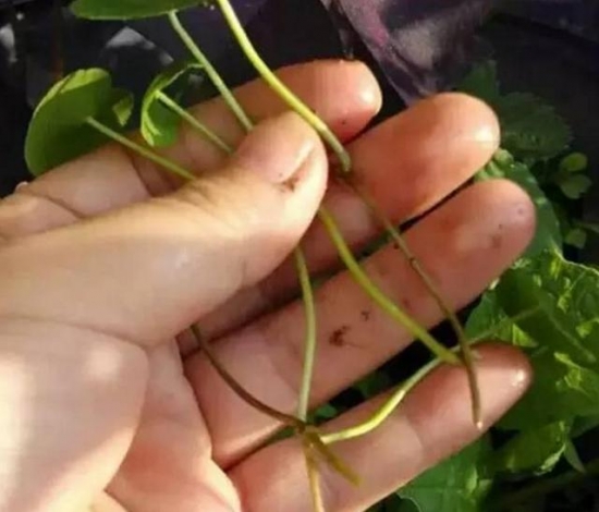 20种常见植物的扦插办法