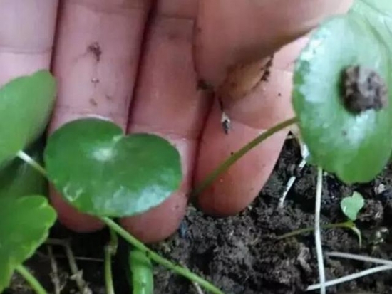 20种常见植物的扦插办法