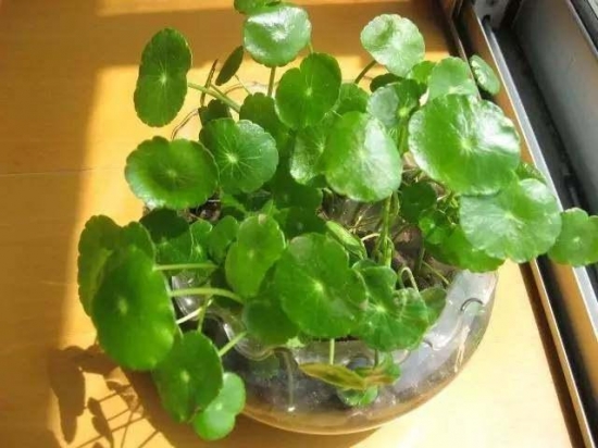 20种常见植物的扦插办法