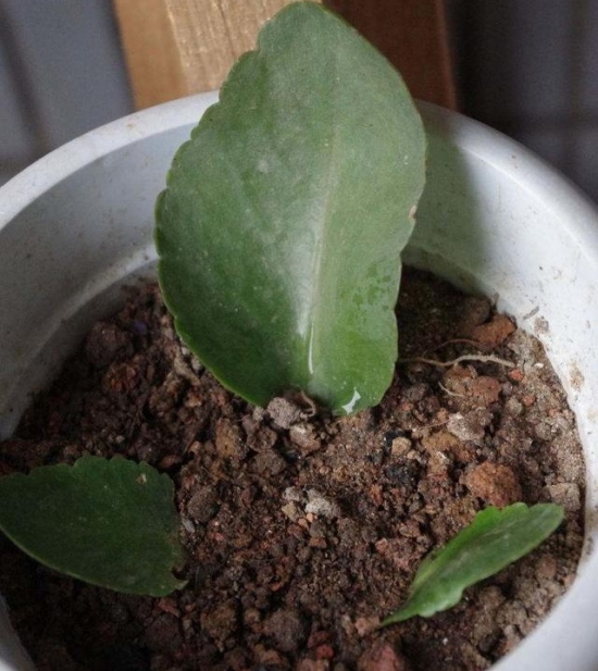 20种常见植物的扦插办法