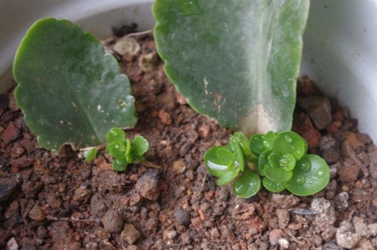 20种常见植物的扦插办法