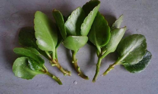 20种常见植物的扦插办法