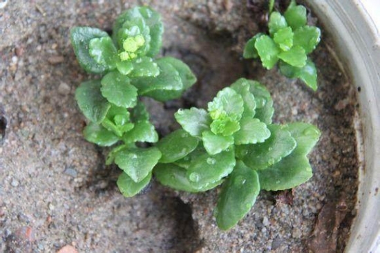 20种常见植物的扦插办法