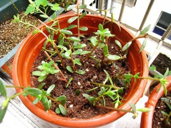 20种常见植物的扦插办法